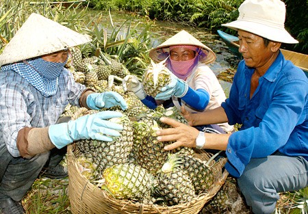 Farmers harvest pineapples in Binh Chanh District (Photo:SGGP) Farmers harvest pineapples in Binh Chanh District (Photo:SGGP)